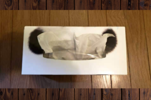 鼻セレブ_取りだしやすさ